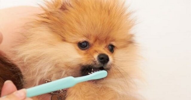 우리 집 댕댕이 ‘이빨’ 깨끗하게 관리하는 간단한 꿀팁 5가지