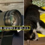 “어느 촬영팀이 강아지 10마리를 한꺼번에 입양했다가 촬영 끝난 후 ‘파양’ 했습니다”