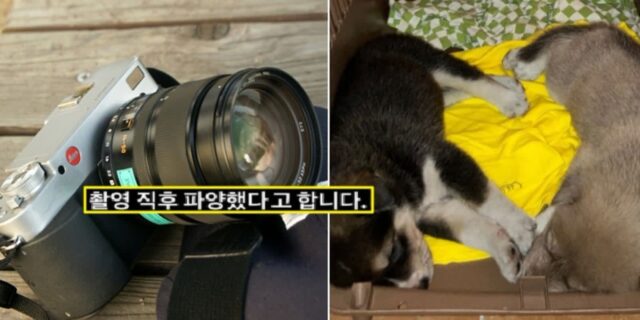 “어느 촬영팀이 강아지 10마리를 한꺼번에 입양했다가 촬영 끝난 후 ‘파양’ 했습니다”