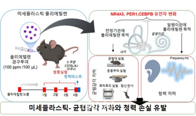 미세플라스틱 섭취 시 정상군보다 20db 더 큰 소리에 반응