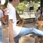 일본 나라공원서 사슴 발로 차는 관광객… “중국인이 천연기념물 폭행했다” 분노 쏟아져 (영상)
