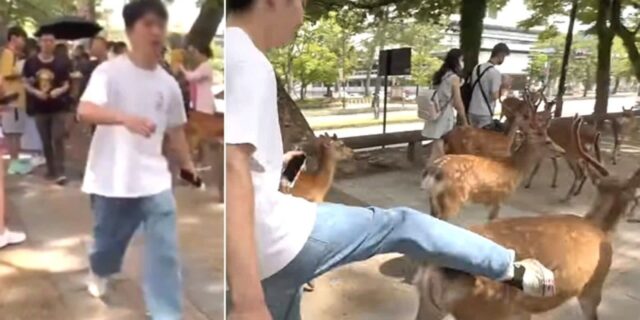 일본 나라공원서 사슴 발로 차는 관광객… “중국인이 천연기념물 폭행했다” 분노 쏟아져 (영상)