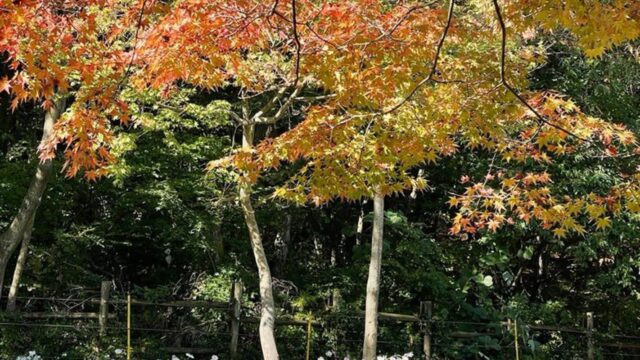 걷기만 해도 치유되는 정읍·고창 힐링 스폿
