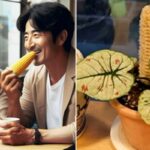 “배려해줬더니”… 카페에 ‘옥수수’ 가져와 먹더니 속대 화분에 꽂아놓고 간 40대 커플