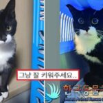 “실종된 고양이 찾는다”며 글 올리더니… 임시보호자 댓글 달리자 주인이 한 말
