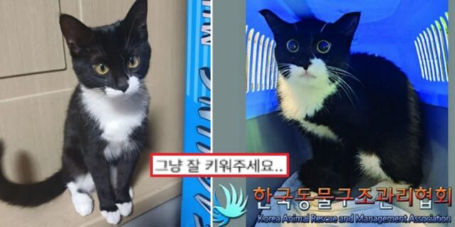 “실종된 고양이 찾는다”며 글 올리더니… 임시보호자 댓글 달리자 주인이 한 말