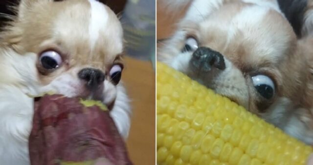 달달한 간식만 보면 눈 돌아버리는 댕댕이… SNS에서 인기 폭발한 ‘먹짱’ 치와와 (+사진)