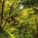 새롭게 열린 비밀의 숲