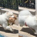 강아지한테 봉제 인형을 사줬더니..볼일 볼 때도 입에 꼭 물고 다녀