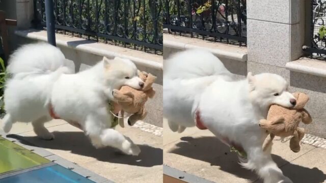 강아지한테 봉제 인형을 사줬더니..볼일 볼 때도 입에 꼭 물고 다녀