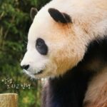 푸바오의 마지막 여정…’안녕, 할부지’ 9월4일 개봉