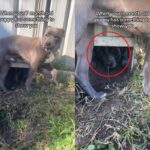 같이 놀고 싶어 합심해 뒷마당에 ‘개구멍’ 파다 적발된 강아지들…’딱 걸렸댕’