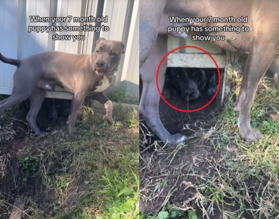 같이 놀고 싶어 합심해 뒷마당에 ‘개구멍’ 파다 적발된 강아지들…’딱 걸렸댕’