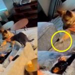 사람 음식이 먹고 싶었던 강아지의 귀여운 손동작 ‘이거! 이거!’