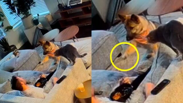 사람 음식이 먹고 싶었던 강아지의 귀여운 손동작 ‘이거! 이거!’
