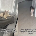 무단침입해 뻔뻔하게 주인행세 하는 길냥이..집사도 반려묘도 ‘황당’