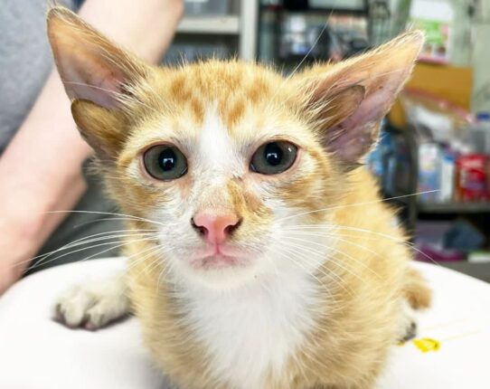 상자에 버려진 고양이 귀가 무려 4개…’그래도 너무 사랑스러워’