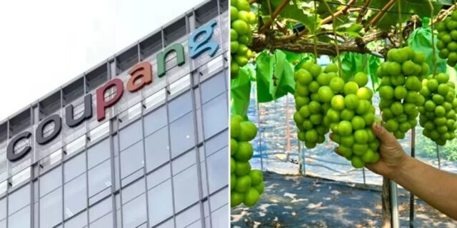 국산포도 수출 어려워지자 ‘쿠팡’이 직접 나섰다… 햇과일 450톤 사들여 ‘햇과일 대전’ 연다