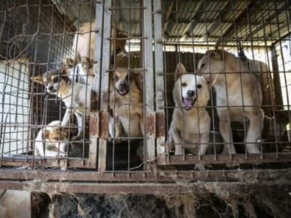 8월 7일부터 ‘개식용종식법’ 시행…개사육 농장·보신탕 업체 폐업 비용 지원