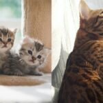 “먹기만 하는 우리 집 뚱냥이”… 고양이가 ‘이 증상’ 보이면 ‘우울증’ 의심해 봐야 한다
