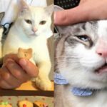 “지금 건드리면 냥냥펀치 맞는다”… 우리집 주인님(?) 냥이 꼬리 모양으로 알아보는 7가지 감정