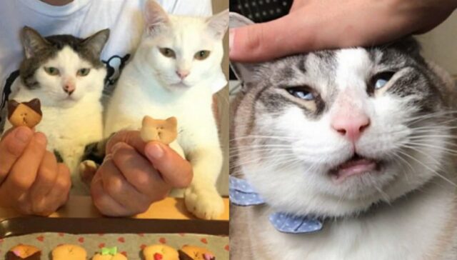 “지금 건드리면 냥냥펀치 맞는다”… 우리집 주인님(?) 냥이 꼬리 모양으로 알아보는 7가지 감정