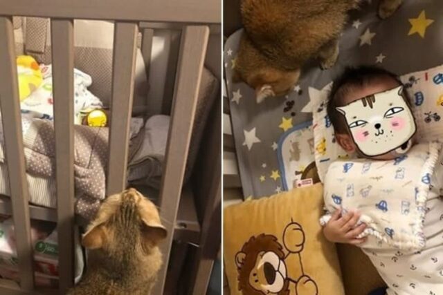 울음 그치지 않고 서럽게 우는 아기가 걱정돼 자기 좋아하는 ‘사료’ 물어다가 내민 고양이
