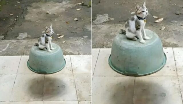 공중에 붕~~ 떠있는 줄 알고 깜짝 놀랐던 고양이 사진의 숨겨진 충격적인 진실
