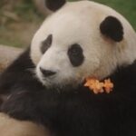 처음 보는 푸바오의 얼굴들…’안녕, 할부지’ 국민 판다 열기 이을까