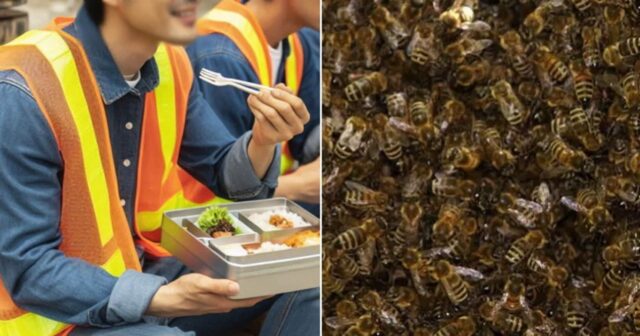 청주 공사 현장서 도시락 먹으려던 작업자들… 열자마자 ‘벌떼’ 공격 받아 1명 사망