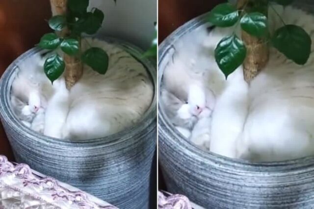 이상하게 랙돌 고양이가 보이지 않아 온 집안 다 뒤진 끝에 결국 찾았다는 화분 속 상황