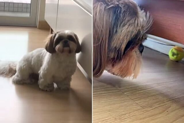 공이 TV 다이 아래로 굴러 들어가자 집사한테 “꺼내달라” 도움 요청한 시츄가 후회한 이유