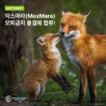 막스마라, 모피 금지 대열에 합류… ‘지속 가능한 패션의 새로운 기준’