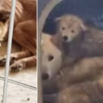 버려진 천연기념물의 운명… 진돗개 26마리 무더기 안락사 위기