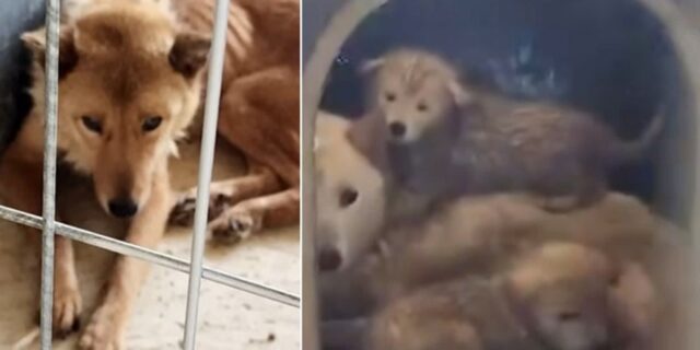 버려진 천연기념물의 운명… 진돗개 26마리 무더기 안락사 위기