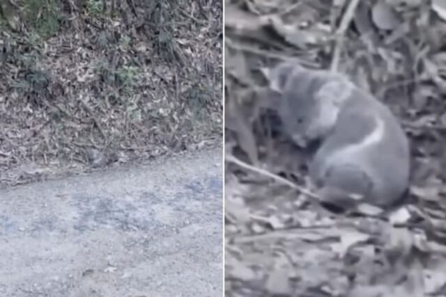 반려견과 달리기하는 도중 길가에서 발견한 몸 웅크리고 있는 회색 덩어리의 반전 정체