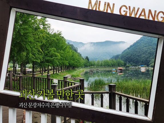 괴산 가볼 만한 곳 괴산 문광저수지 은행나무길