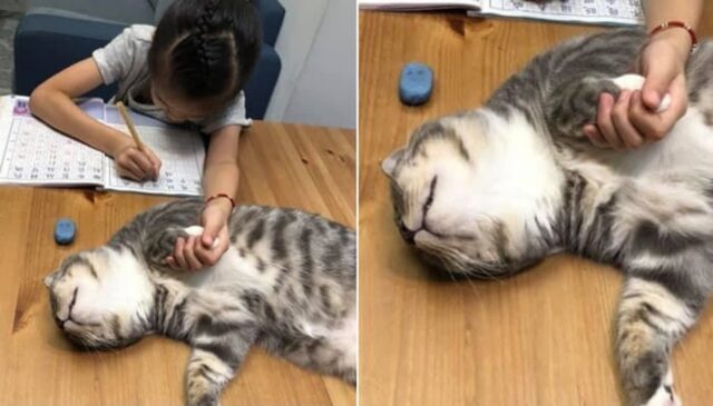 딸이 숙제 안하고 딴짓하는지 감시하라고 고양이 보냈더니 잠시후 ‘엄마가 마주한 상황’