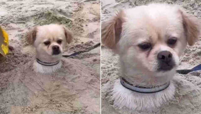 바닷가 오면 맘껏 뛰어놀 줄 알았던 댕댕이가 뜻밖의 모래찜질에 찐으로 지어보인 표정