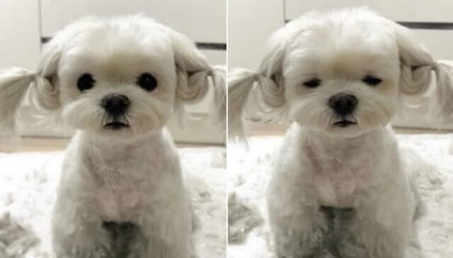 “오빠? 나 머리 묶는게 예뻐? 푸는게 예뻐?”…양갈래 머리 한 댕댕이보고 심쿵한 집사