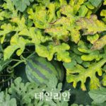 가을 수박 황화 바이러스병 “아주심기 초기 매개충 방제 철저”