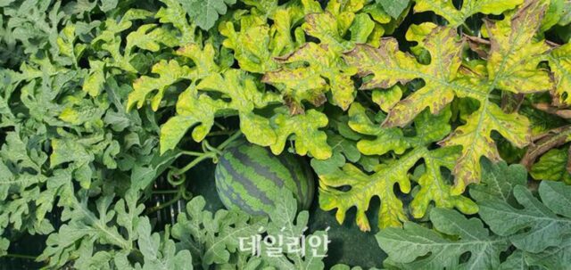 가을 수박 황화 바이러스병 “아주심기 초기 매개충 방제 철저”