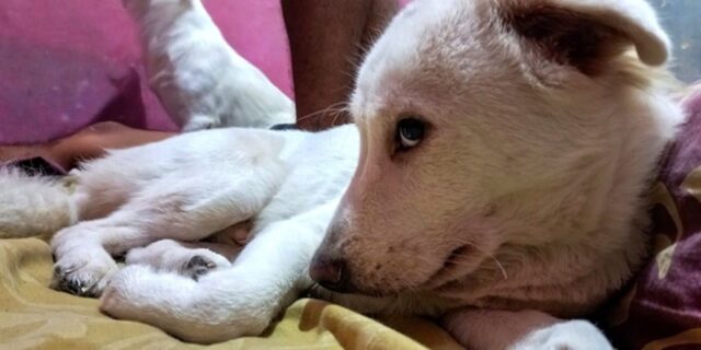 반려견·반려묘 앞에서 ‘방귀’ 뀌지 마세요… “보호자 방귀가 신경쇠약 유발한다”