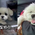 너무 더워서 냉장고로 피신한 강아지..절대 못 나간다고 버티는 ‘고집불통’