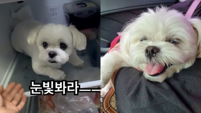 너무 더워서 냉장고로 피신한 강아지..절대 못 나간다고 버티는 ‘고집불통’