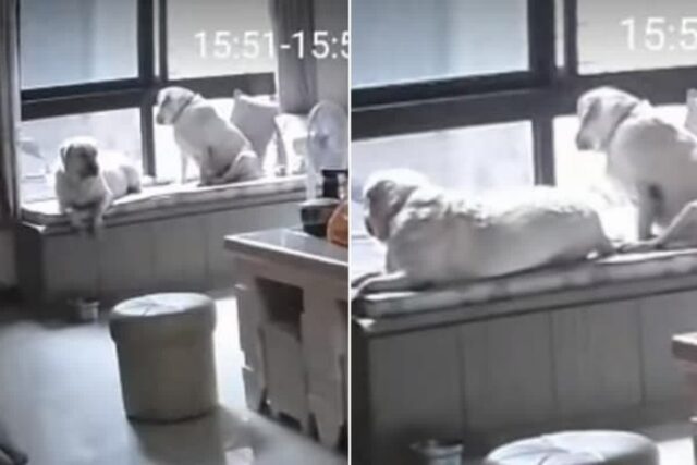 회사 출근한 집사가 언제 집에 돌아오나 싶어 하염없이 창밖만 바라보는 두 강아지 자매