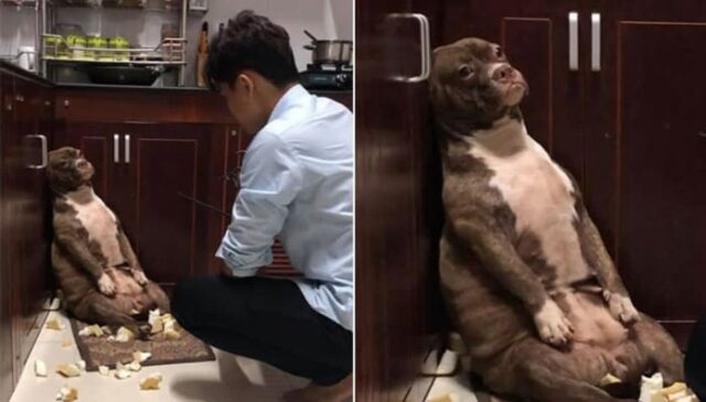 쓰레기통 뒤졌다고 매일 아빠한테 혼나자 잔소리 듣기싫었던 댕댕이가 ‘진심으로 보인 표정’