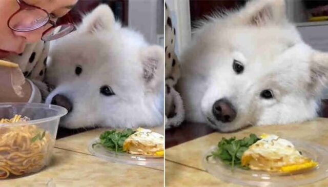 얻어먹을 줄 알고 잔뜩 기대했는데 집사가 한입도 안 주자 나라잃은 표정짓는 댕댕이