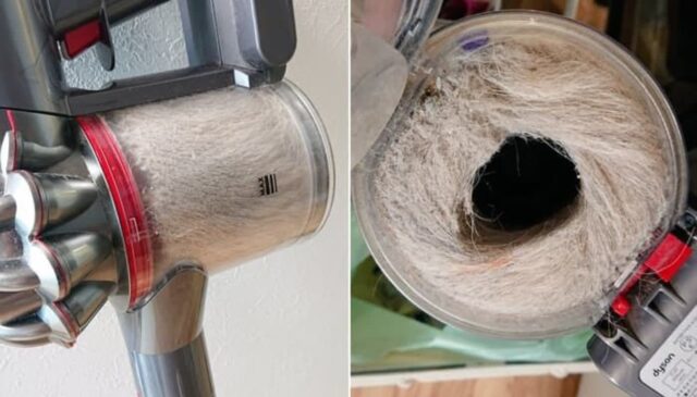 고양이 키우면 혼자 자취하는 딸 집에 놀러온 엄마가 청소기 보고 ‘경악한 이유’
