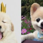 “우리 집 댕댕이 이름도 있는지 볼까”… 견주들 사이 가장 핫한 강아지 이름 10